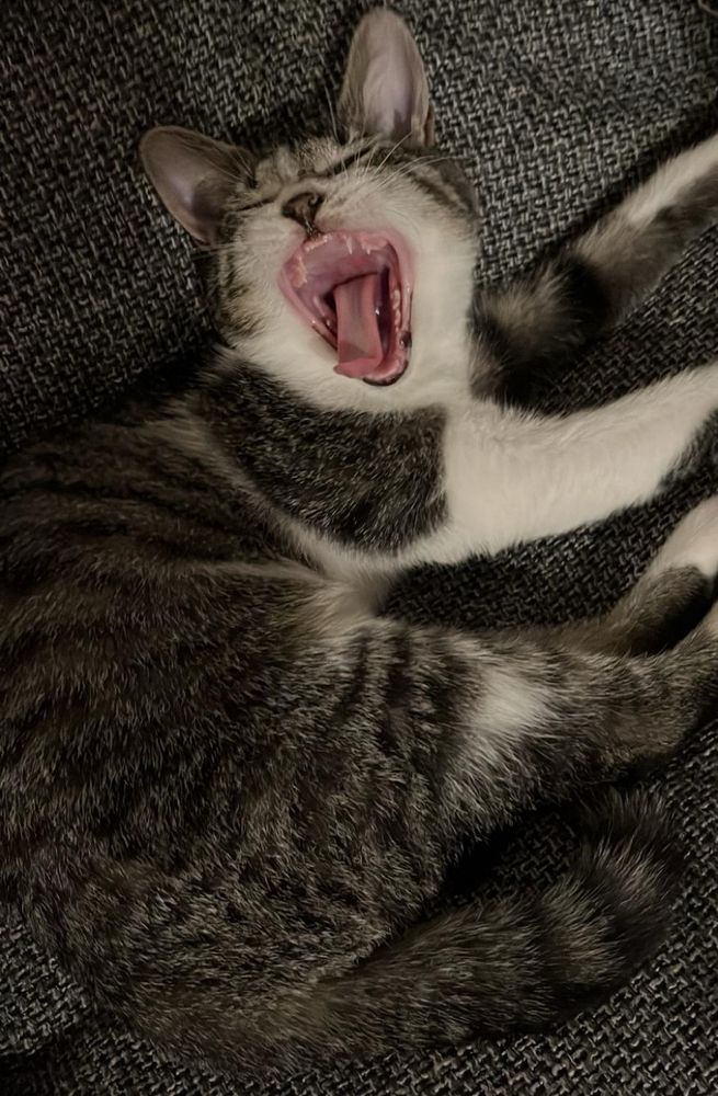 A grey and white cat yawning.