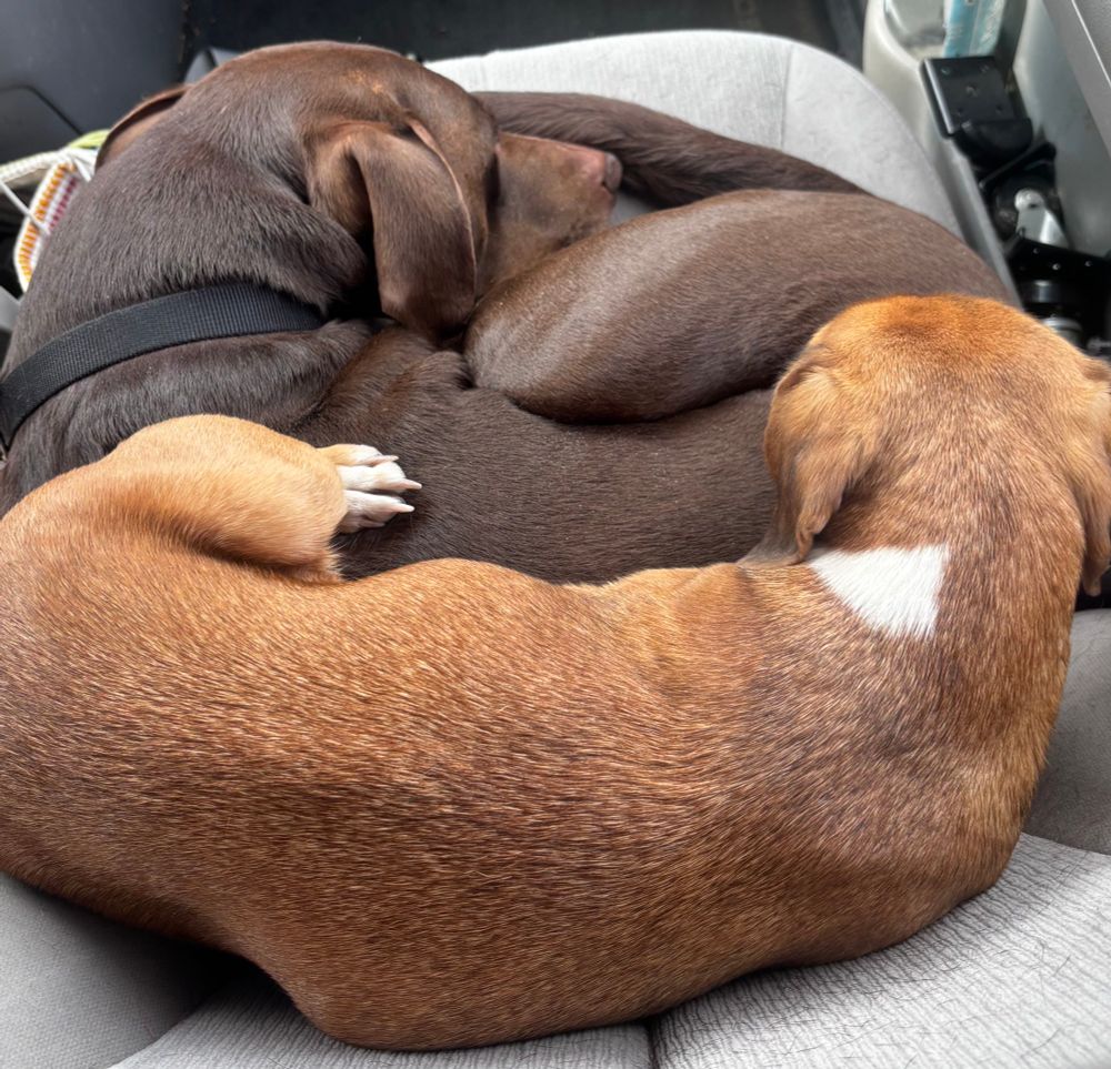 A light brown dog lying on top of a dark brown dog on a grey chair on a long car trip 
