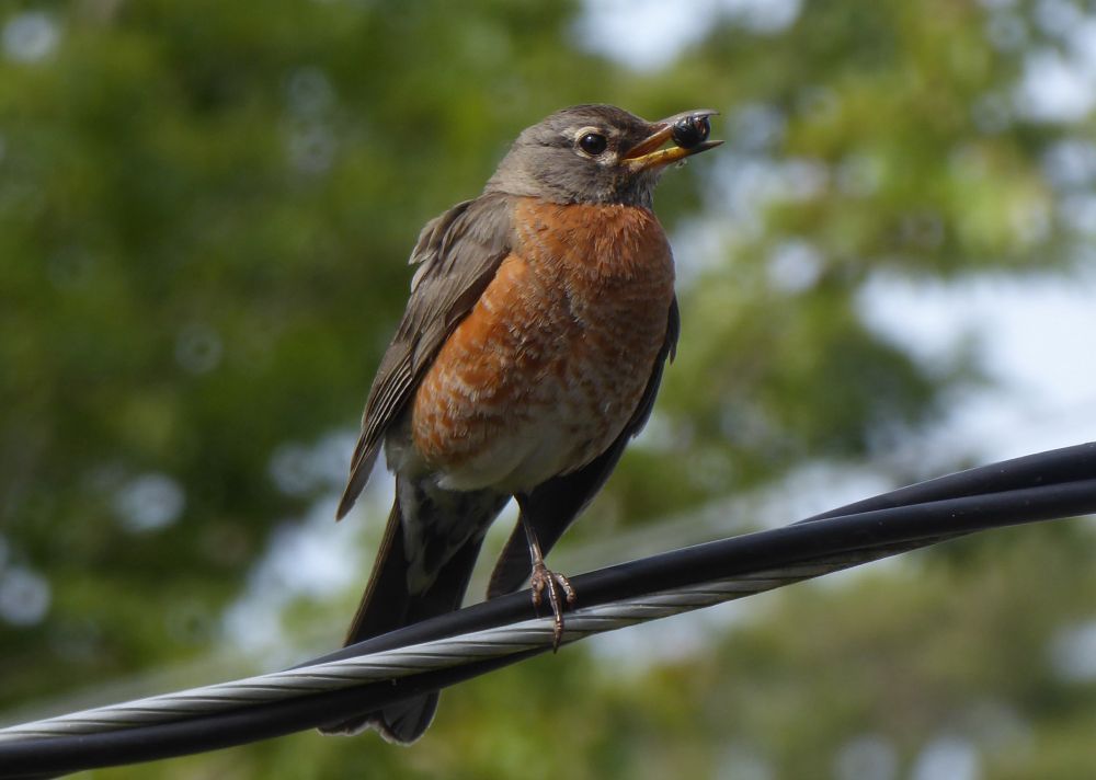 A female robin on a power line holding a berry dinner. 