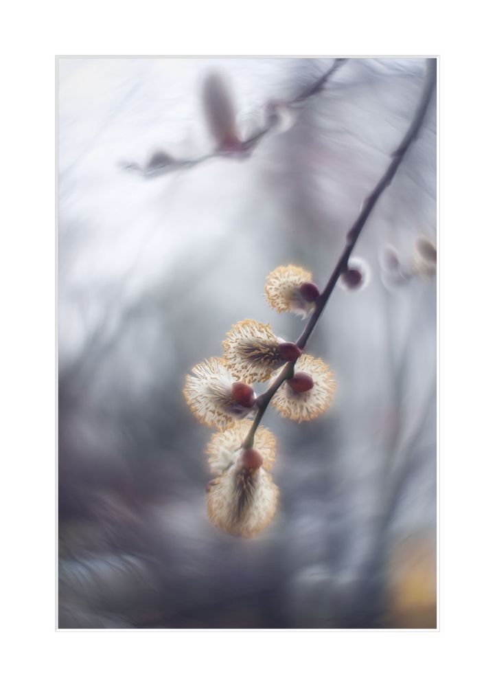 First signs of the upcoming spring. Photo taken with an old vintage Helios 44 with inverted glass.