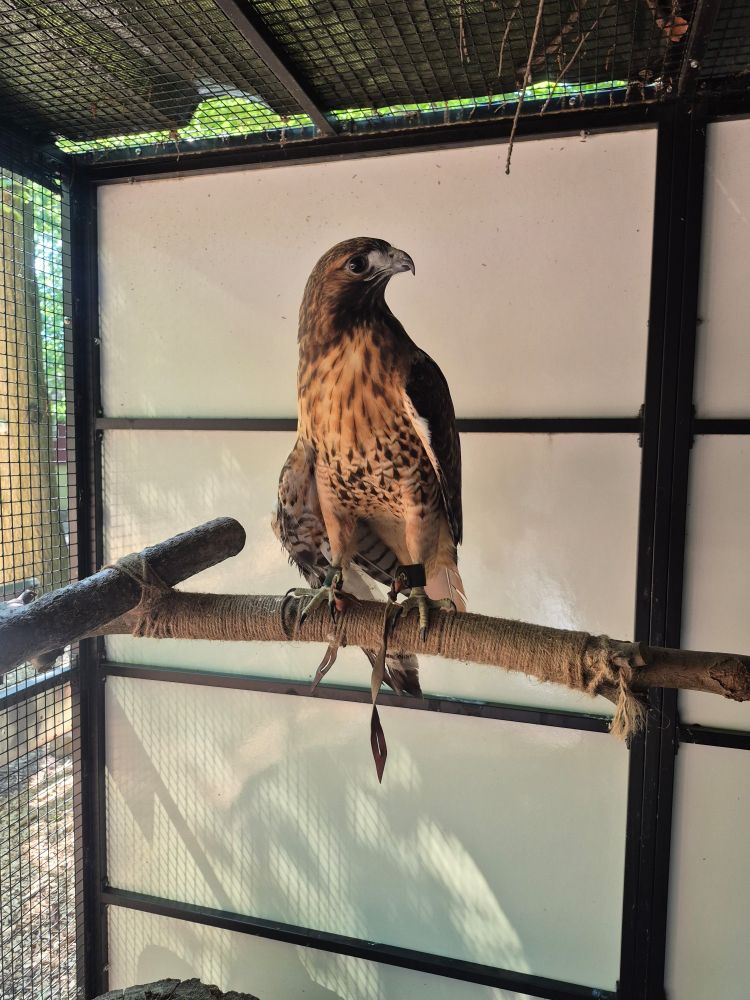 A Western Red Tailed Hawk named Scarlett 