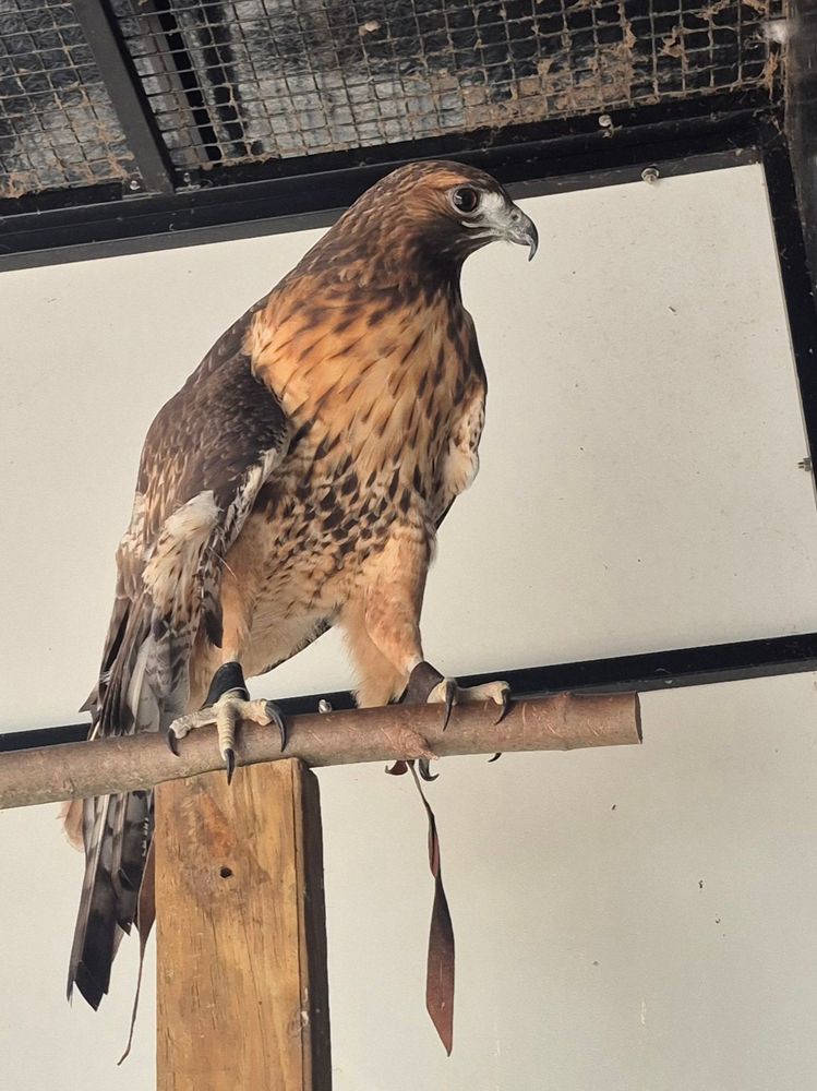 A captive Western Red Tailed Hawk, waiting on her dinner