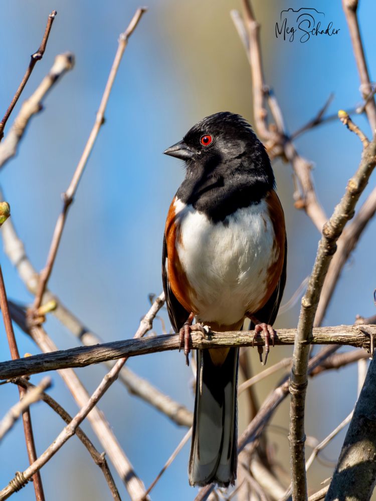 A black, white, and rufous bird with a red eye
