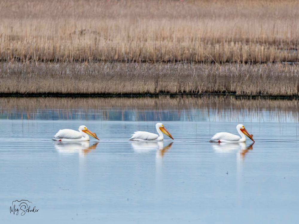 Three large white birds floating in a swamp