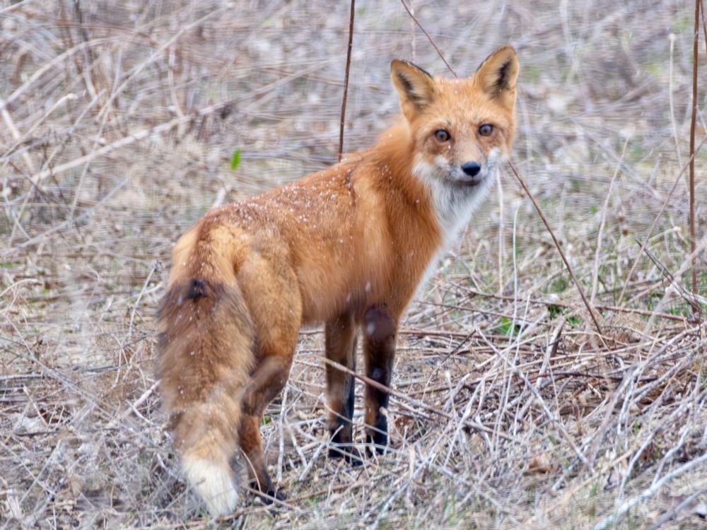 Red fox