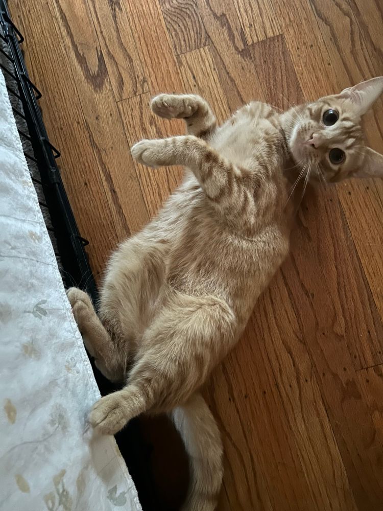Orange tabby, on his back, requesting a belly rub