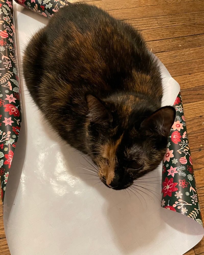 Photo of a tortie cat sitting smack in the middle of some upside down wrapping paper, helping me wrap a present. 