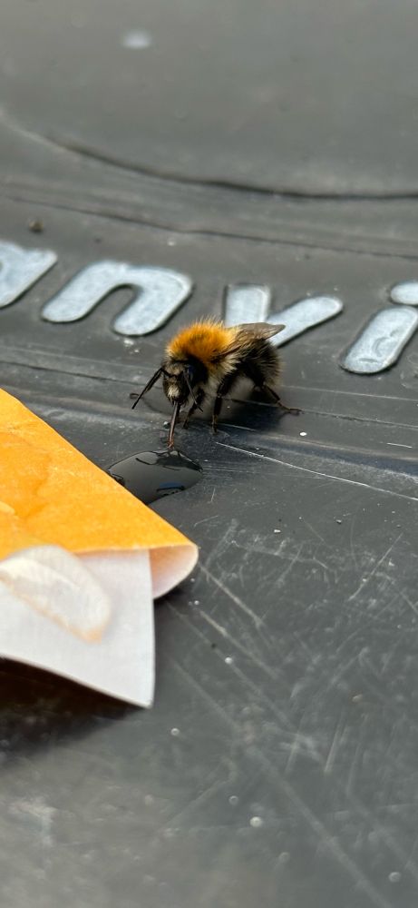 Bee drinking sugar syrup 