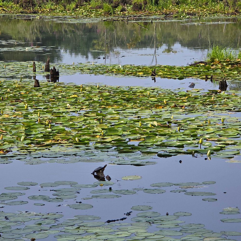 Turtle on a sunken stump at the wildlife sanctuary