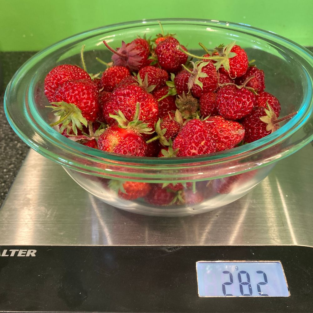 The same strawberries in a glass bowl on my kitchen scale. 282g worth, apparently. I think the bowl holds about a litre, and is nearly full. 