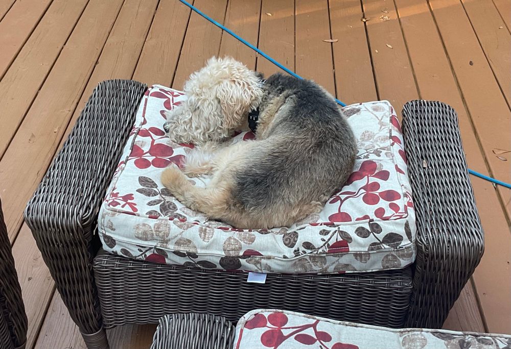 It’s finally cool enough for outdoor morning snoozels.