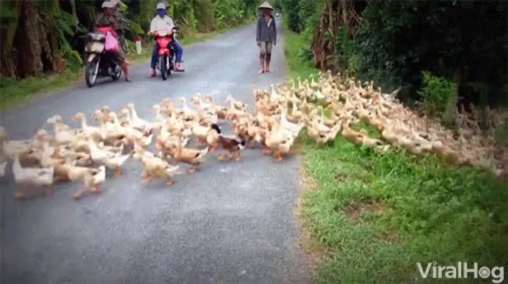 a bunch of ducks are walking down a road with people on motorcycles .