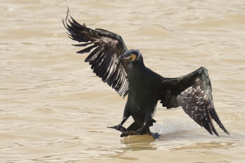 A black bird is landing on the brown river water. It is 45 degrees to the viewer and has its wings out either side. The tail feathers are bent back in the water as it slides in to stop. Inside the wings are splotches of white. It has a hooked end to the bill and a white patch where it joins the face, with a yellow dot. The eye is emerald green.