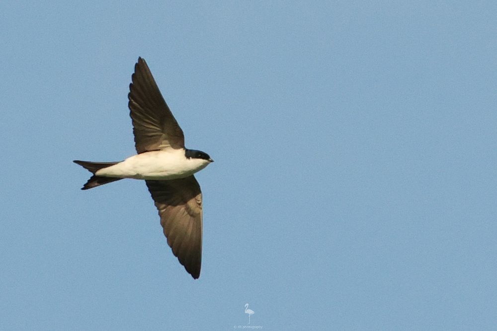 A small white bodied bird with black wings, cap, back and tail, flies in the blue Spanish sky. The wings are wide open and sideways on to the viewer.