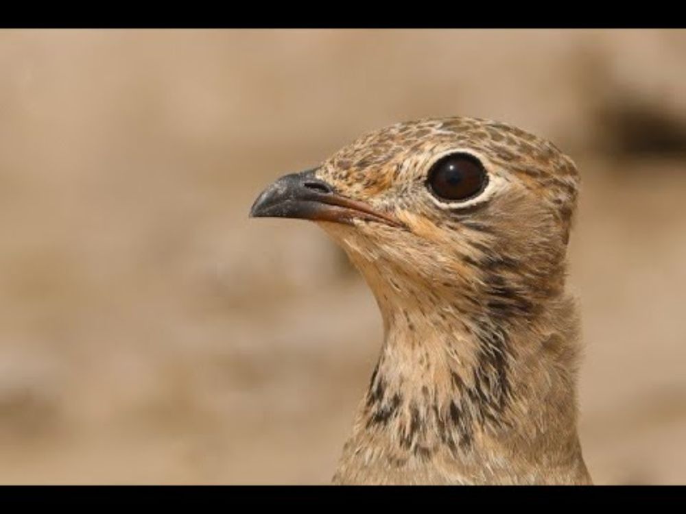 Collared Pratincole juvenile