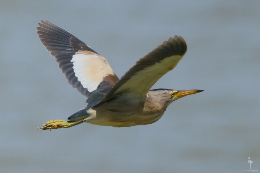 A white and brown streaked body gives way to a black back and wings. The wings have a cream patch in the center on top with parts of brown next to that. Underneath they are white with black leading edges. Looking like a heron but stockier, smaller and shorter with a more substantial beak, still a stabby job! It feet are yellow and clawed for climbing among the reeds, where they feed, nest and hide.
It is flying away from the viewer at a 45 degree angle. Taken amongst hundreds of other awful photos as the bird dashes across the lake at El Hondo, Spain.