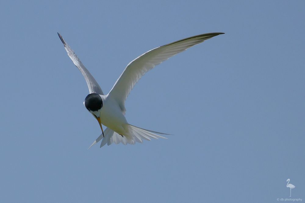 A white bird with a black head cap looks downwards and to one side. It has a yellow bill with a black tip. The tail is splayed out wide to stop it in place as it hovers looking below. The background is blue Spanish sky