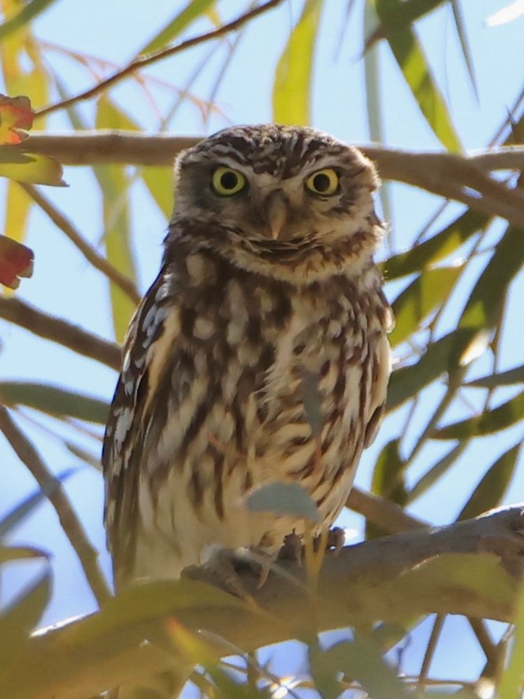 A very small owl perches on a branch in a Eucalyptus tree. It is looking directly at the viewer and the white eyebrows pointed down towards the nose, give it a quizzical or glaring look. The head and body are brown striped mixed with white. In the background are narrow green leaves and other branches, out of focus.