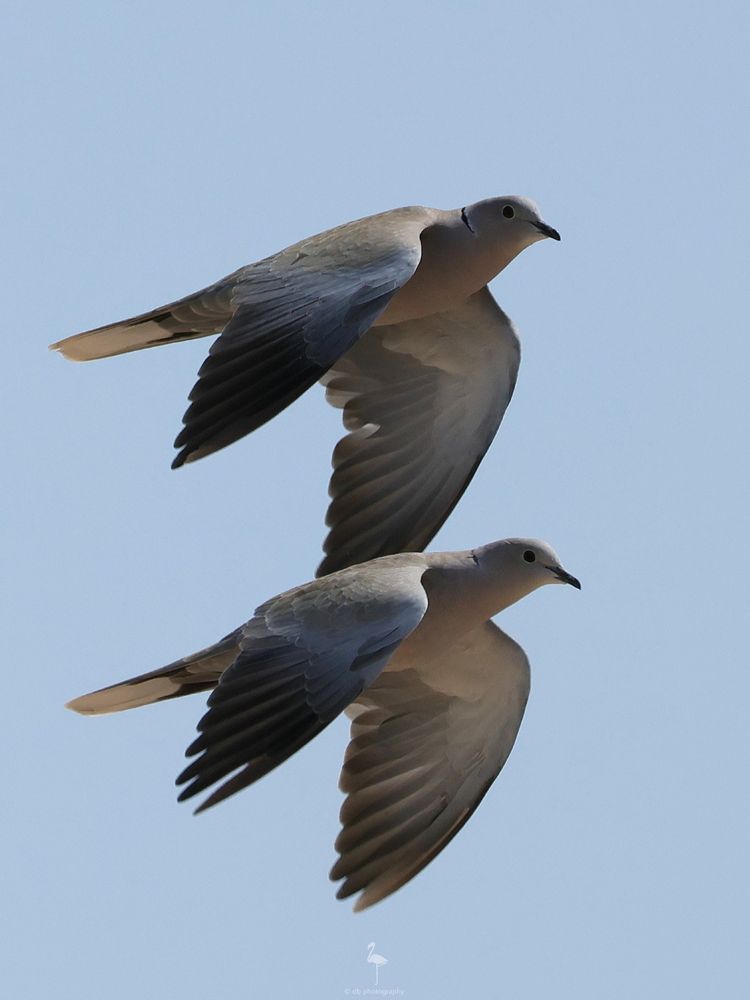 A pair of doves flying one above the other, both with wings down. They have a pinky body colour and brown & purple coloured backs and wings. These ones are flying towards the viewer at a 45 degree angle to the right. Both have a half black collar around the back of their necks & white feathers under their tails.