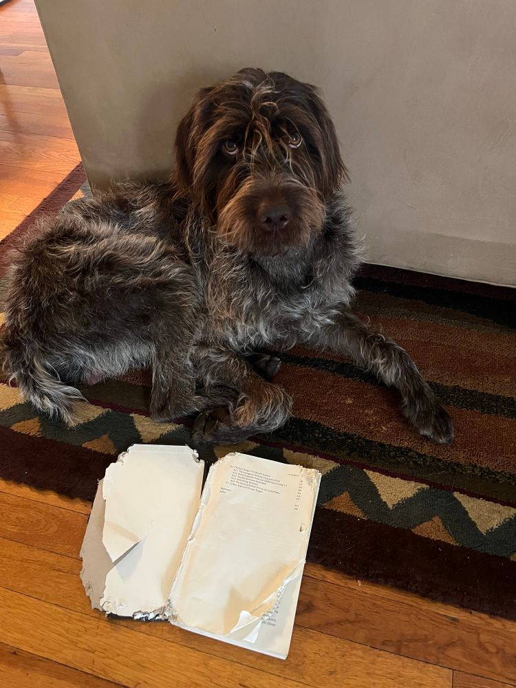 A shaggy dog lays, looking mildly ashamed, in front of a chewed up hardcover book. 