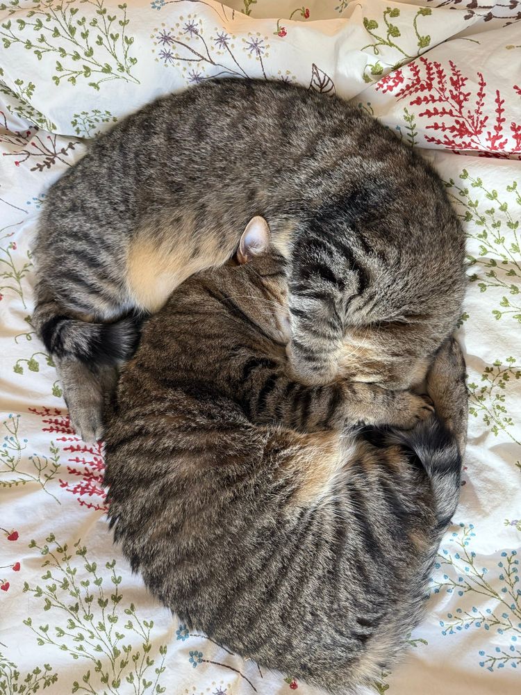 Cats spooning