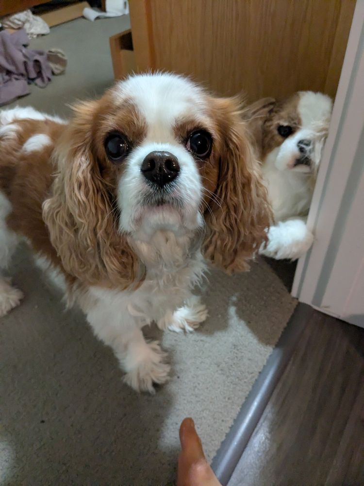 The small brown and white dog with long ears and black nose and eyes looks directly at the camera. Behind is a life-size stuffed replica  of her.