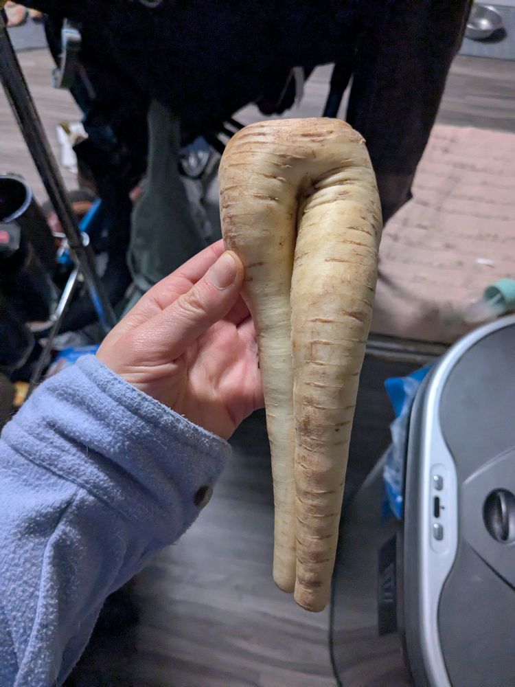 Leigh, a white woman with a blue top, holds a parsnip. The parsnip is connected at the top and split into two, like the bottom half of a woman's body. One "leg" of the parsnip is slightly bent, as if posing