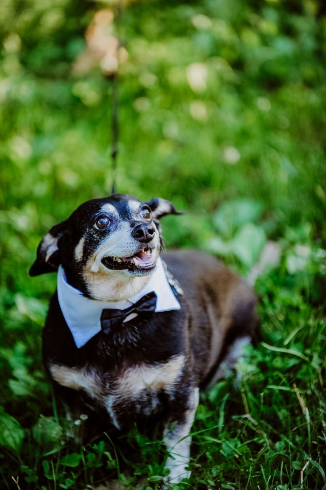 Diego. The sweetest weenie you'd ever meet. A beautiful black and tan shorthair dachshund who gracefully aged in his 19 years to a black and white ween. He enjoyed many things such as diving into the warmest pile of blankets and basking in the sunlight. He was a joy to anyone he ever met and touched so many hearts with his tiny little paws. He always seemed so calm and collected but he did have his silly moments. It was a rare occasion to see him in a playful zoomie moment and if you got to see it you sure were very lucky! He would greet you at the door every day when you returned home from a rough day. Just happy to see you walk through. He would be the shoulder you cry into after a long day and he would just let you take your time to let go and when ready he would be there to listen to your problems with no judgement. A polite sir who waited by your side through everything; even from a trip to the bathroom to a walk to the kitchen. Maybe hoping for a snack when in there. Just wanting to be with you. While working from home my days would be filled with side glimpses of him curling up in the blanket beside my desk and of course multiple between calls pet sessions. We've been through everything together. He's seen me through many things like moving out, multiple arguements with my mom over who owned him lol, meeting the love of my life and having him pass the "Diego approved" test, raising a puppy he passed on his knowledge to, bringing in another sister who needed a home, and getting married and being part of our engagement photos. So much in just the span of 13 years. I'm happy that his final few weeks were just him and I at full attention. No more pain. No more struggles. Just a good boy who can chase all the squirrels he wants. Waiting on the other side of the Rainbow Bridge. Whatever afterlife there is I'm sure hes waiting once again eagerly for us to walk through the door again. Just happy to see us. Our Goodest Boy. Our Buddy.