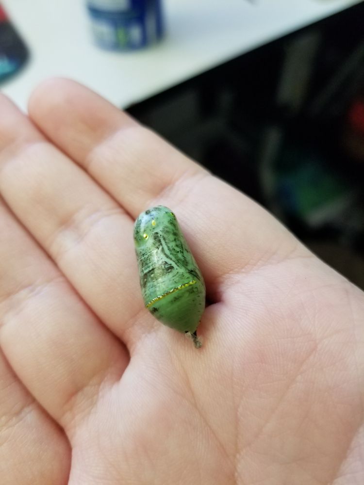 A small green monarch pupae with gold accents 