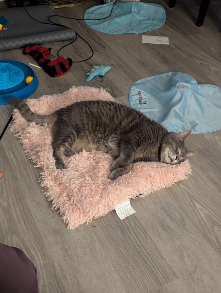 Thunder, a grey tabby, laying on a pink shag blanket in total bliss