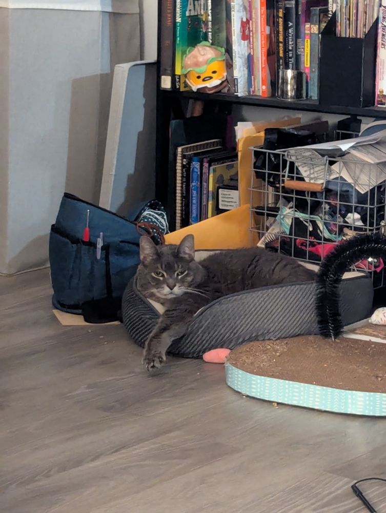 Thunder a grey cat in his cat bed, one leg fully extended out the front