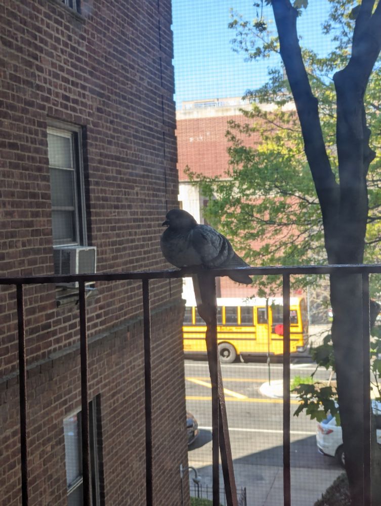 A very puffed up handsome pigeon sitting on a fire escape 