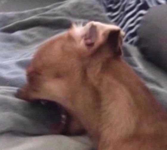 Blurred image of a Chihuahua biting/yawning into a pillow so it looks like they're screaming.