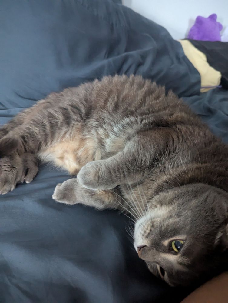 Thunder laying down on my bed seconds after I sat up