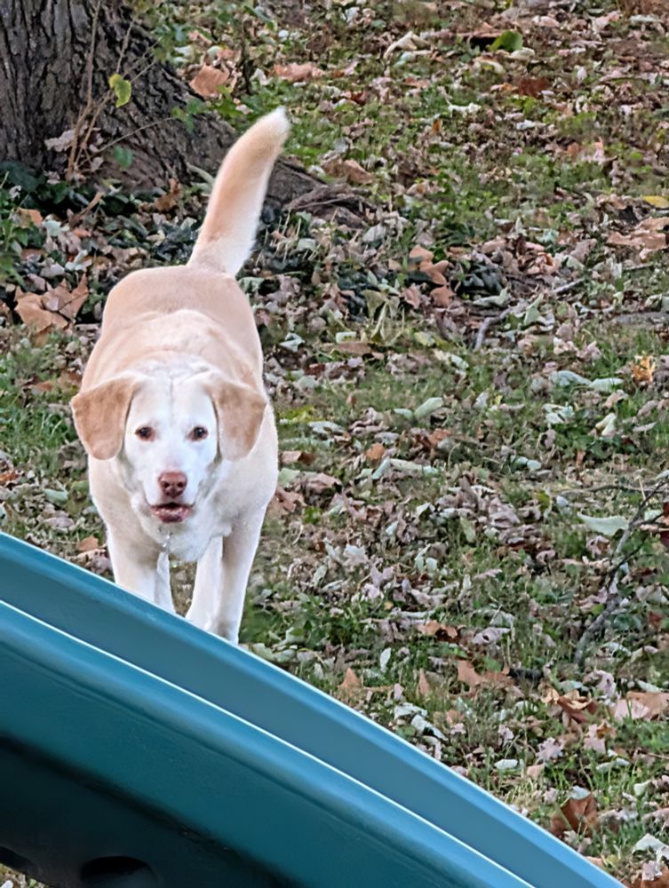 Sidney Vicious, a Labrador-heavy mutt with white to golden fur, stares down the barrel of the camera, as if daring you to ask if she's hungry (the answer is yes) 