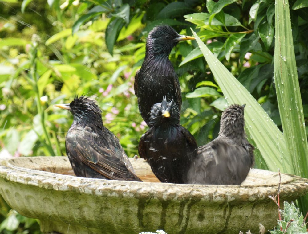 4 starlings in formation in our stone birdbath, 3 sitting low at the front, their feathers in various states of disarray having been splashing, and one standing tall at the back in the centre looking slightly more pristine