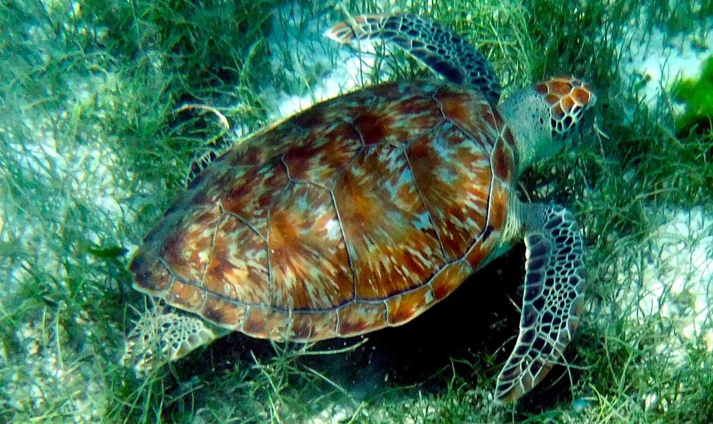 A sea turtle, its shell a tie-dye pattern of gingers, browns + cream. Its flippers and head have a mottled pattern in the same colours. It is swimming amongst soft green weeds in shallow, clear waters