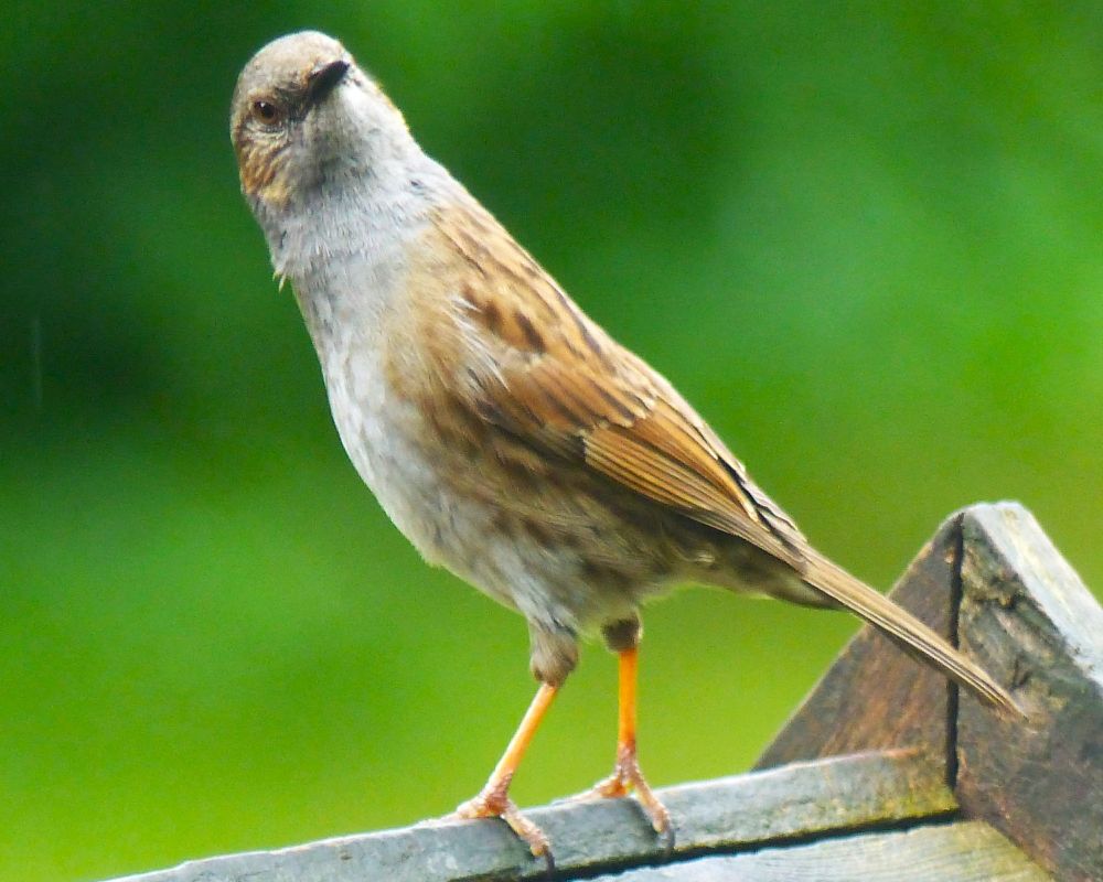 a dunnock stood unusually tall on top of a wooden bird feeder, looking over its shoulder as if it as just overheard someone talking about it