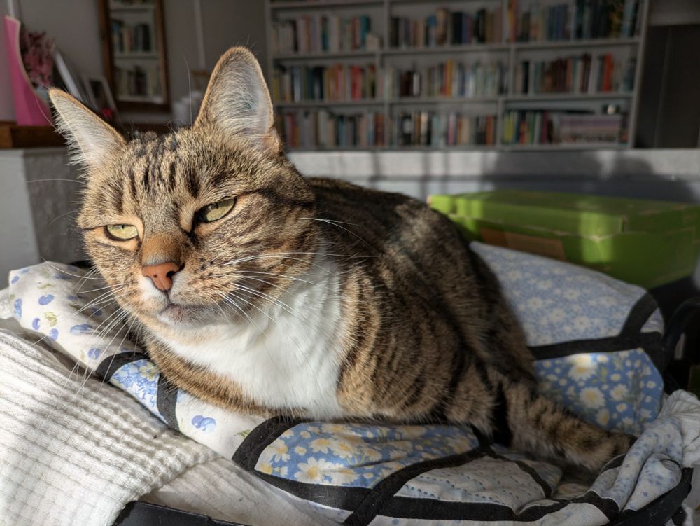 An empress who cannot understand why the laundry basket is not supposed to be her bed. (AKA a domestic short haired cat on a laundry basket, making a "please let me go back to sleep" expression.)