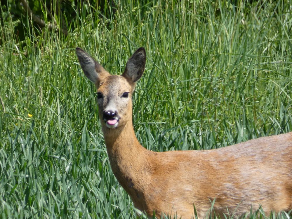 Reh auf Wiese, die Zunge guckt aus dem Mund

Kamera: Panasonic LUMIX DC-FZ82