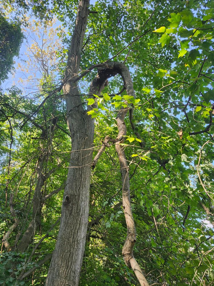 part of a tree was struck by lightning; yet it grows in the sunlight of the newfound angle