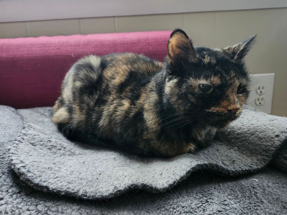 my tortoiseshell cat has folded her limbs in such a way that they have vanished under her plush form

toasty