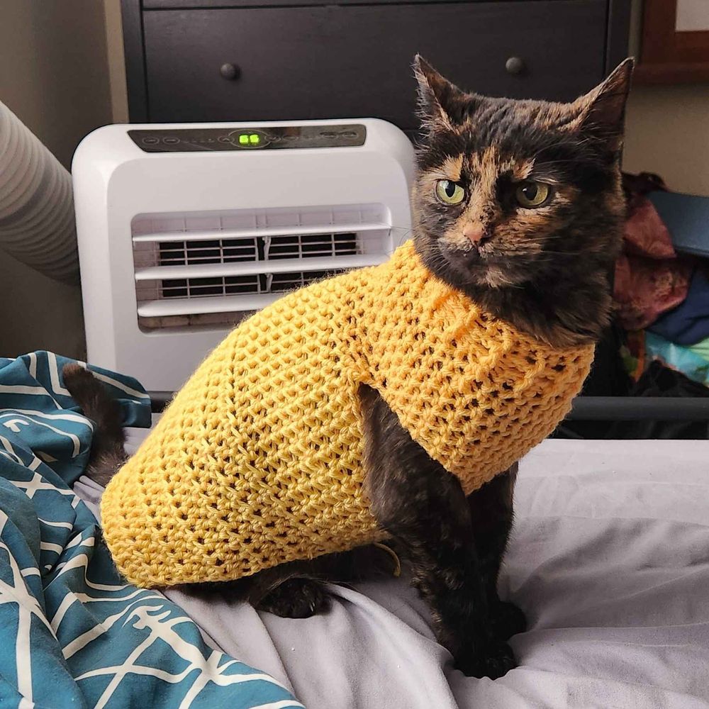 my tortoiseshell cat Calli showing off a crocheted yellow sweater. she is looking calm, but a little confused. she puts up with it because she loves us 🥰