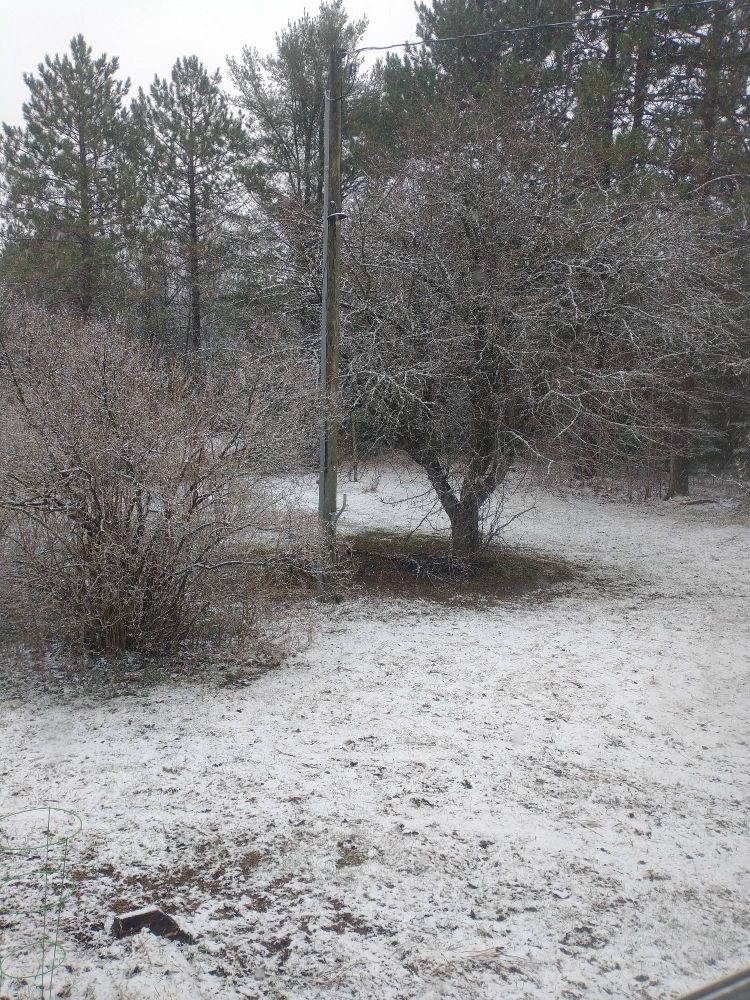 Picture is of a yard with an apple tree and a lilac bush covered in snow. 