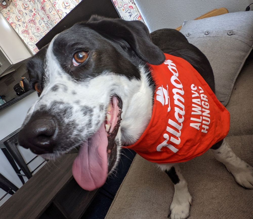 Jolene the best dog ever of all time smiling the perfect smile and wearing a Tillamook Always Hungry bandana.