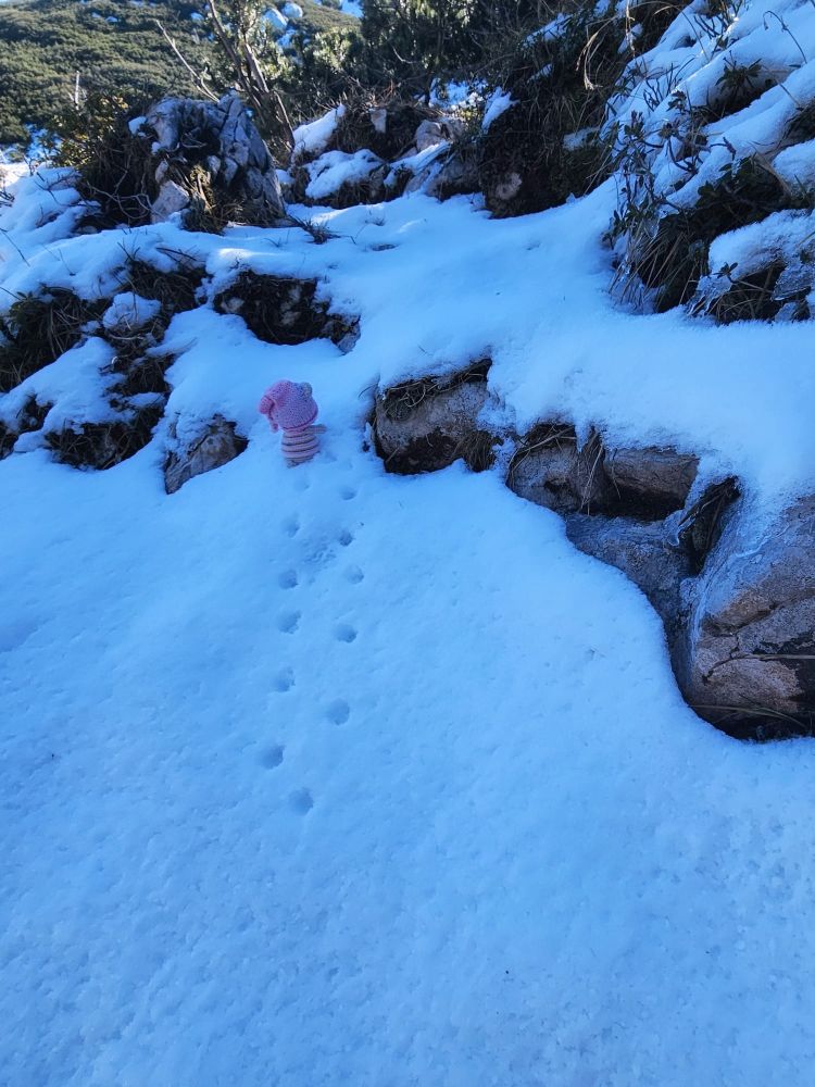 Little Pink Bear leaving pawprints in the snow, walking in circle