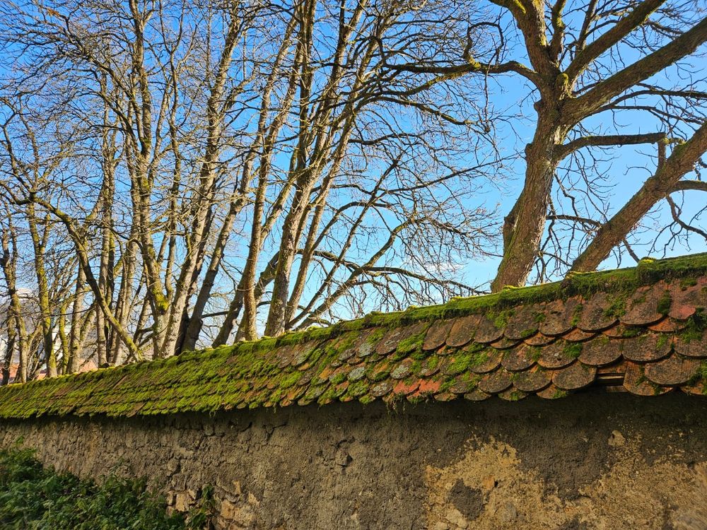 A weathered stone wall runs across the scene, topped with old reddish roof tiles that are covered in moss. Behind the wall, a row of tall, leafless trees. Sunlight highlights the moss and the textured bark of the trees, giving the scene an early-winter feel.