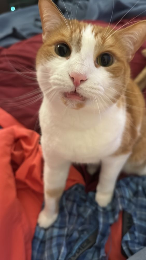 Everyone should find someone that looks at them like bunny looks at me when I’m holding his favorite toy. 