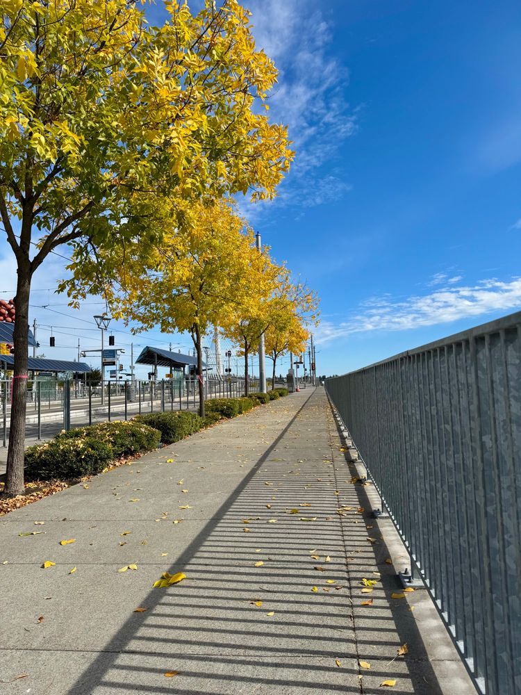 A sidewalk lined with autumn trees and covered with shadowed by a railing. 