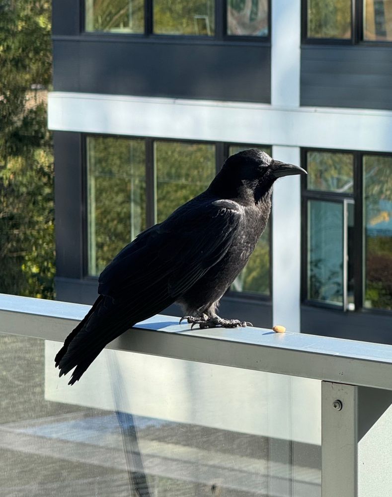 A crow sits on a railing. 